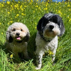 Meet your Posher, Marlene